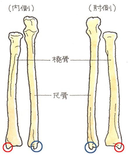 シ赤く丸のついた箇所はョーファー（橈骨茎状突起）