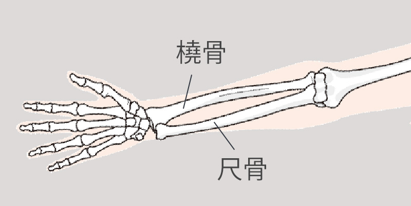 橈骨と尺骨