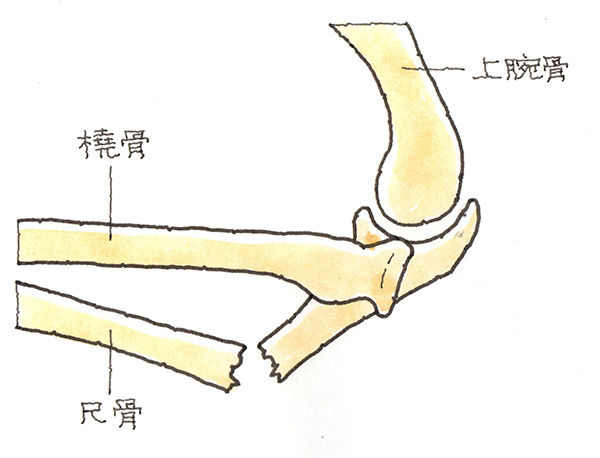 上腕骨、橈骨、尺骨
