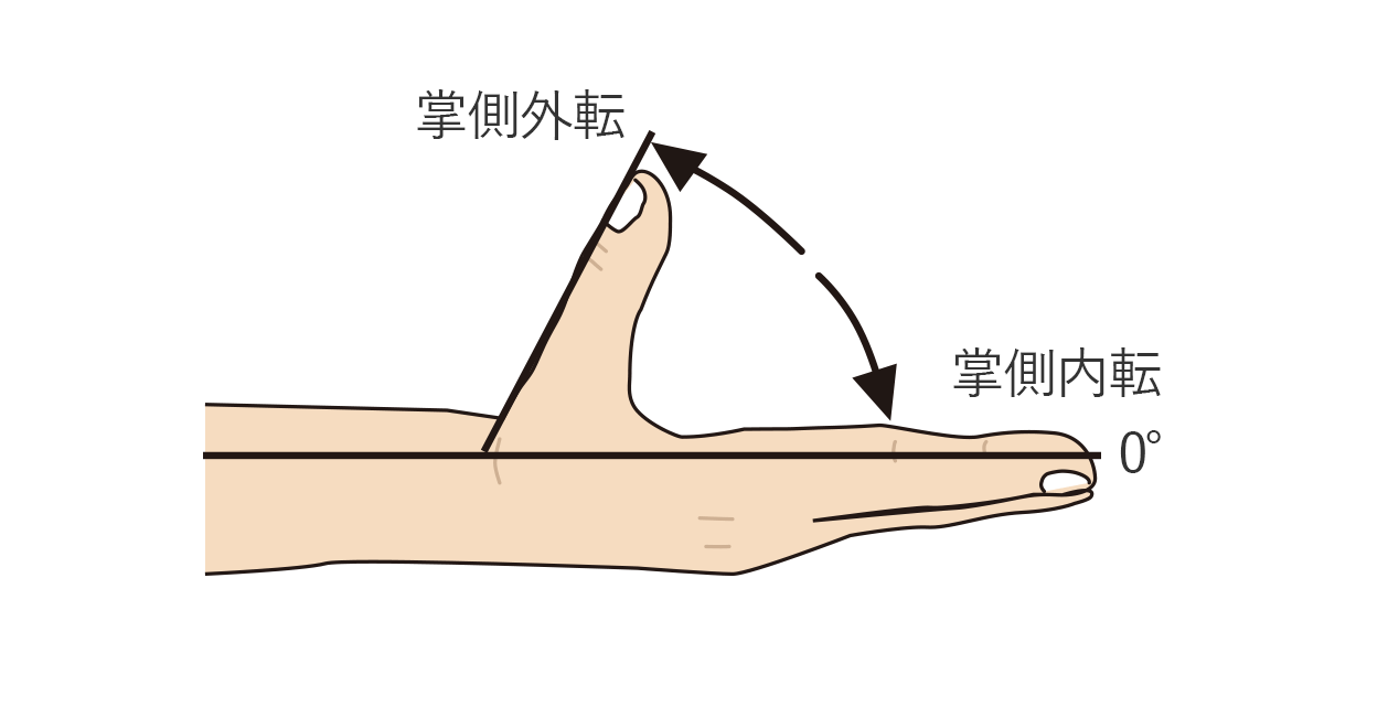 母指の掌側外転と掌側内転