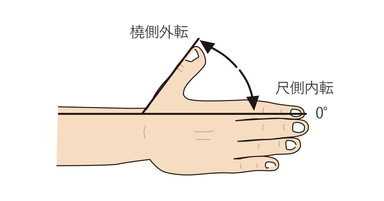 母指の橈側外転と尺側内転