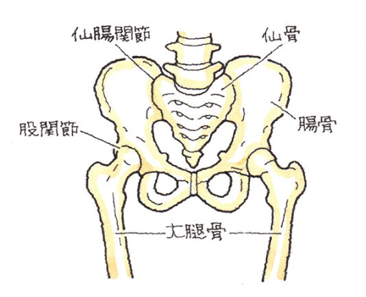 骨盤・・・仙腸関節、仙骨、腸骨、股関節、大腿骨