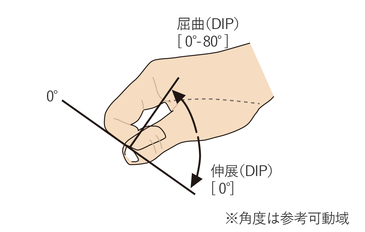 指の屈曲（DIP）と伸展（DIP）