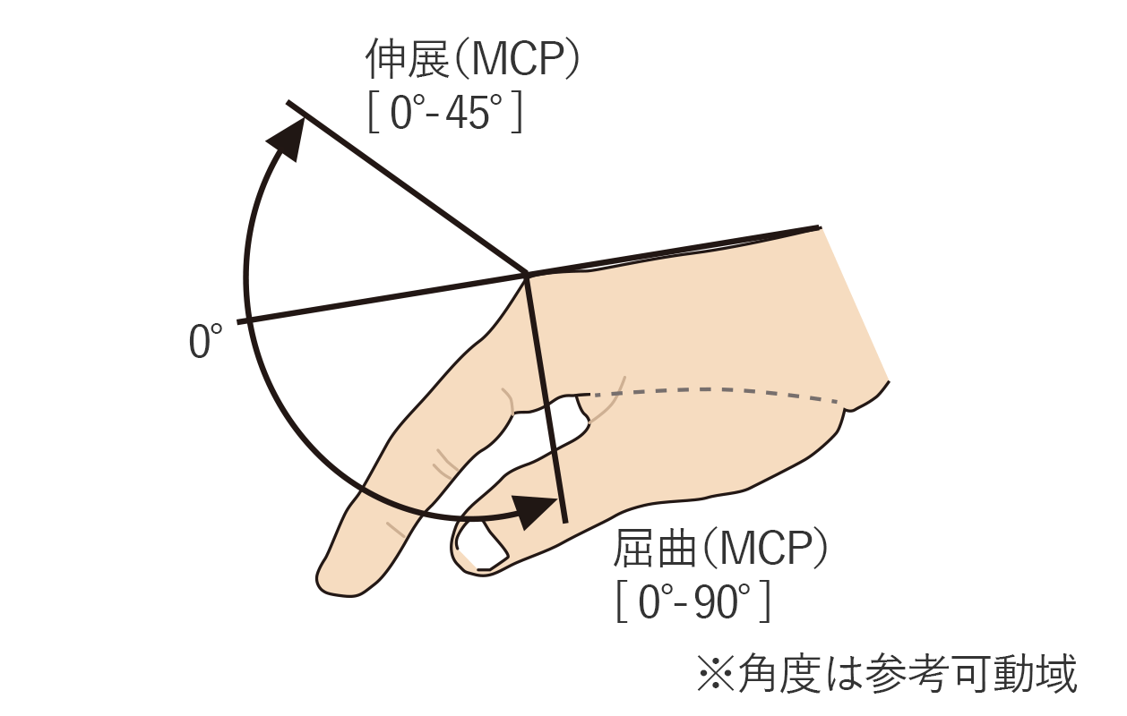 指の屈曲（MCP）と伸展（MCP）