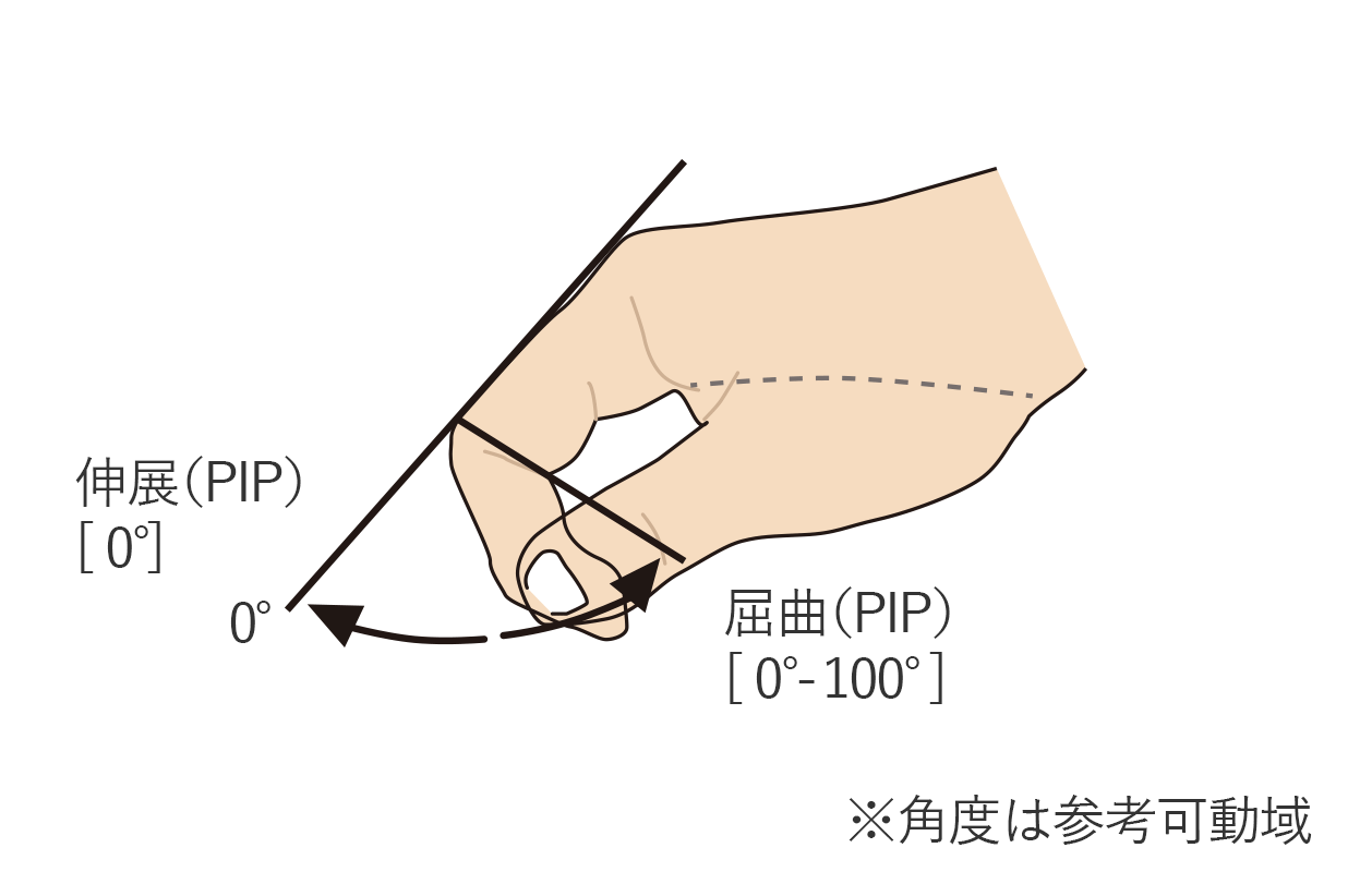 指の屈曲（PIP）と伸展（PIP）