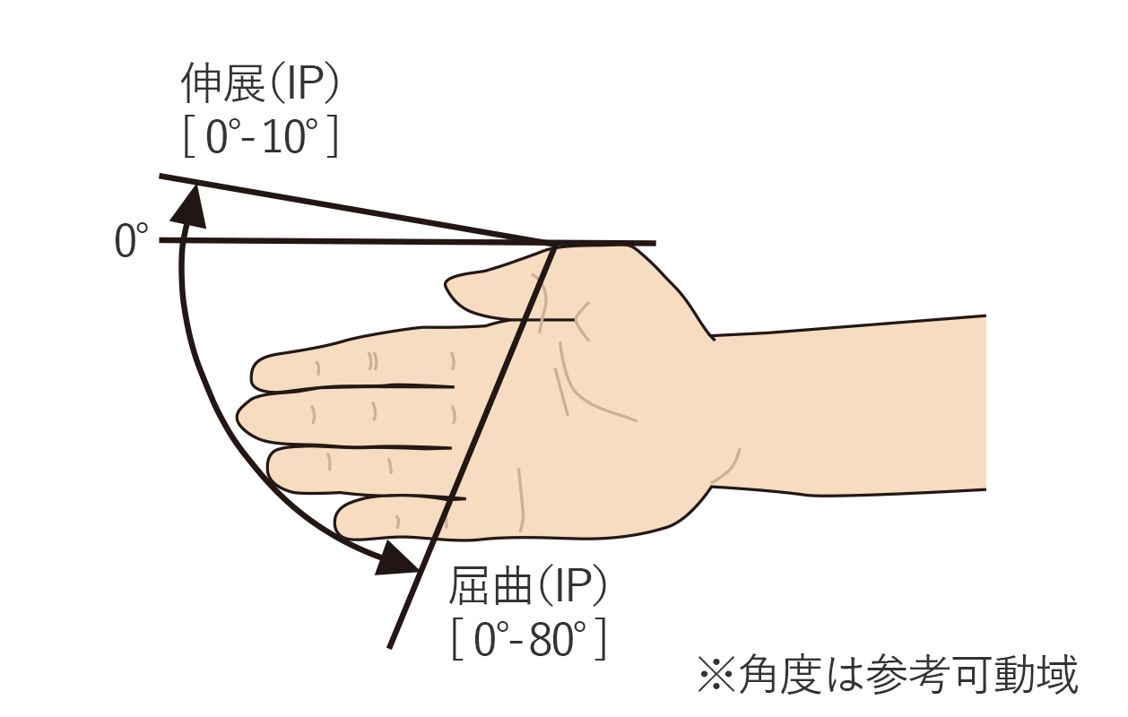 母指の屈曲（IP）と伸展（IP）