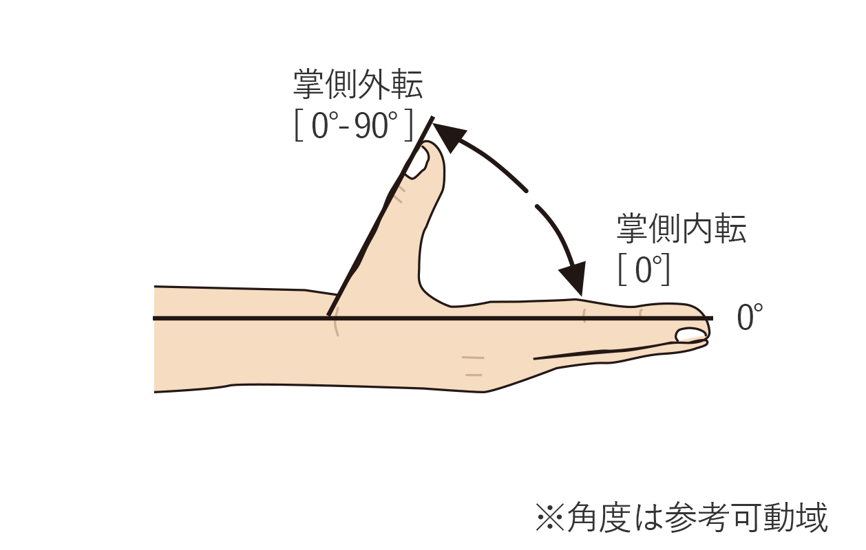 母指の掌側外転と掌側内転