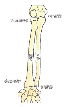 手の平を上に向けた状態の右手