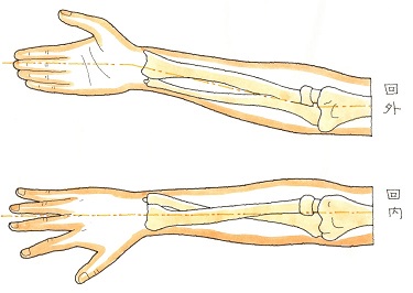上肢の回外、回内のイメージ2