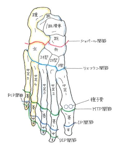 足首から下の部分