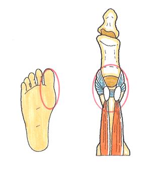 足の親指