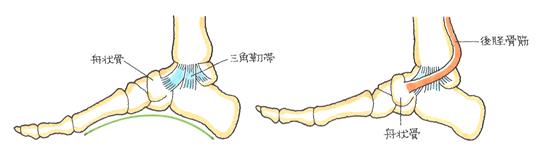 足の舟状骨のアーチ