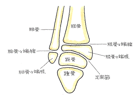 骨幹部