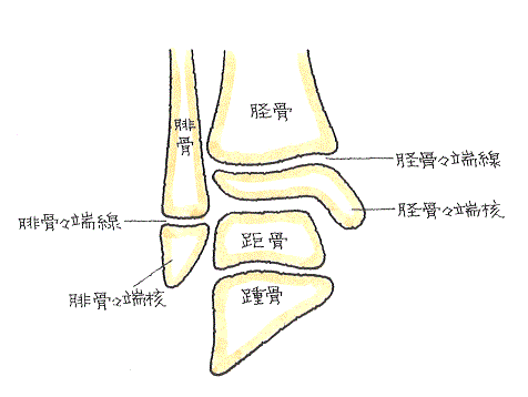 骨端線損傷-正常