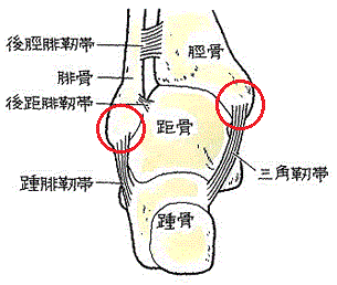 足関節果部