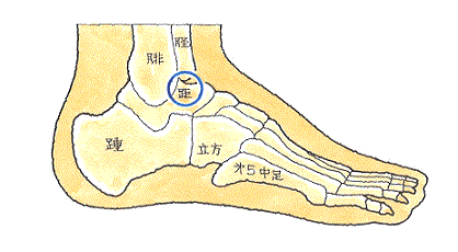 距骨