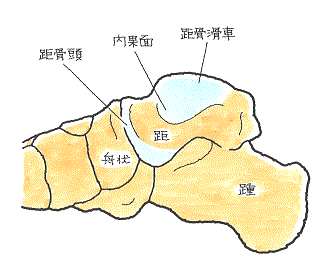 距骨