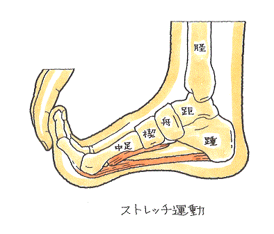 ストレッチ運動