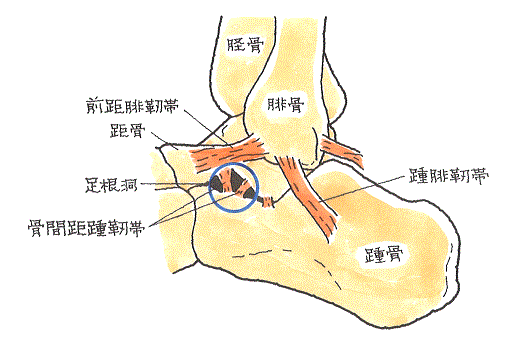 足根洞