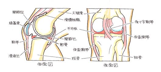 大腿骨と脛骨の関節面