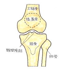 左膝関節の正面骨格図