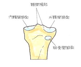 脛骨上端部の後方図