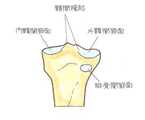 脛骨上端部の後方図