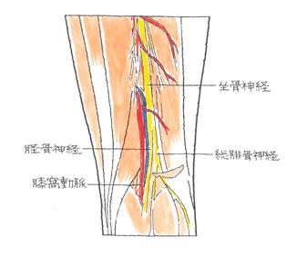 膝窩動脈