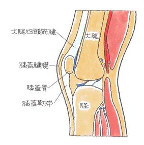 膝蓋骨