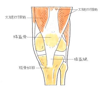 膝蓋骨