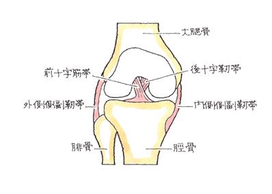 膝関節-前十字靱帯損傷