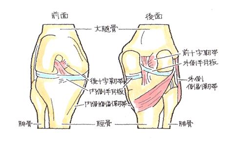 膝関節-後十字靱帯損傷