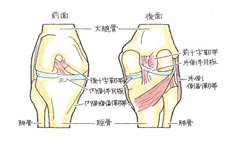 膝関節その10 千葉の交通事故に強い弁護士 よつば総合法律事務所