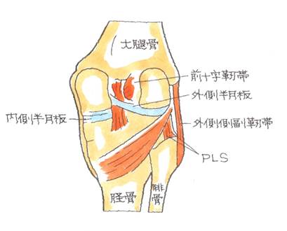 膝関節-膝関節後外側支持機構損傷