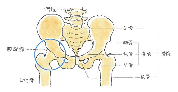 股関節-正面