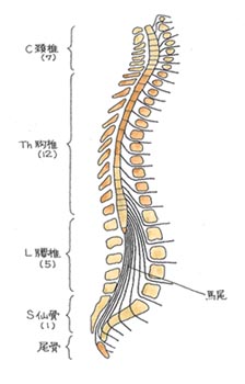 脊柱