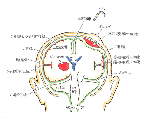 頭部の構造