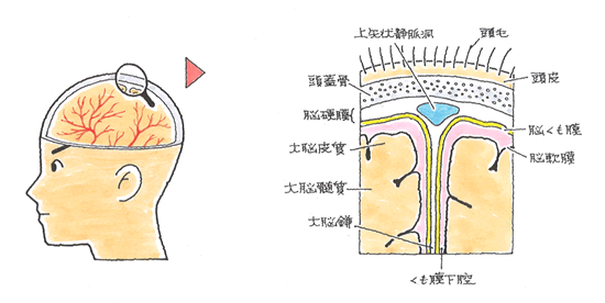 脳脊髄液