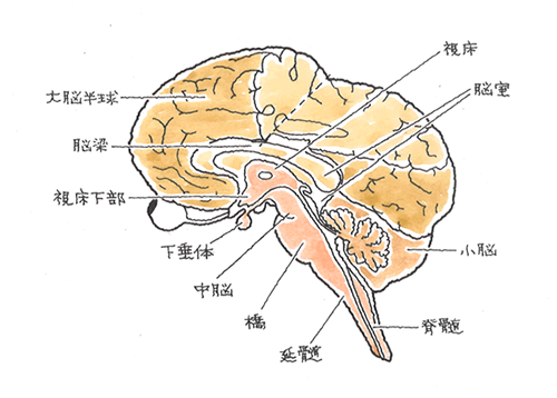 脳内