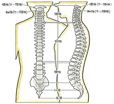 脊柱