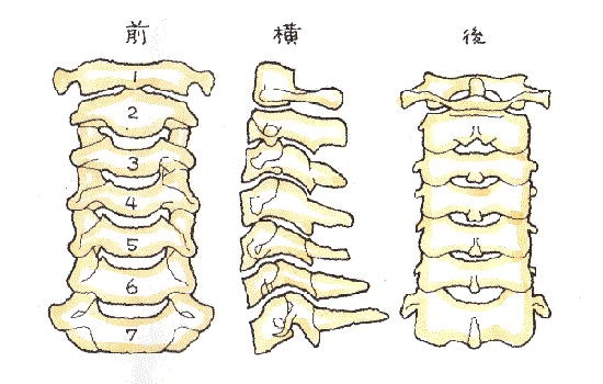 脊柱の変形