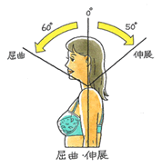 頸部の主要運動（屈曲、伸展）