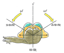 頸部の主要運動（回旋）