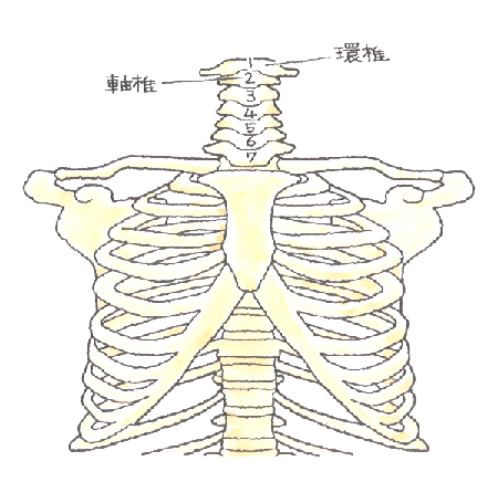 首の骨