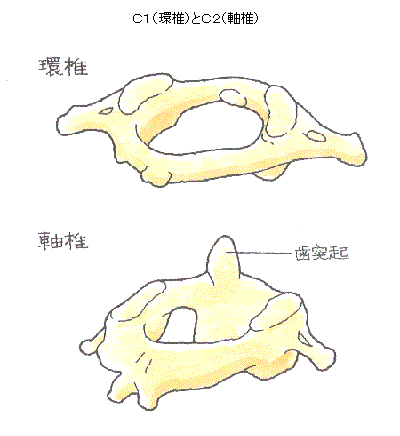 環椎、軸椎