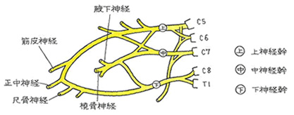 上神経幹、中神経幹、下神経幹