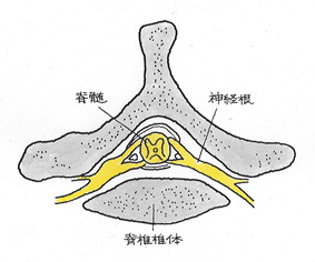 脊髄、神経根