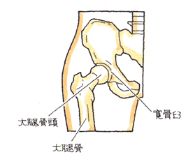 骨盤