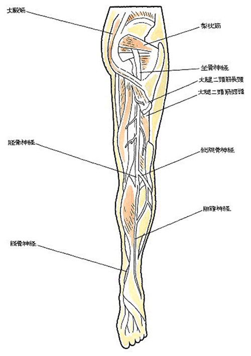 坐骨神経の場所