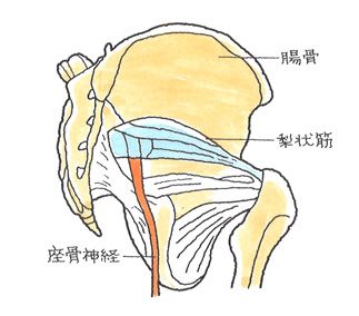 坐骨神経